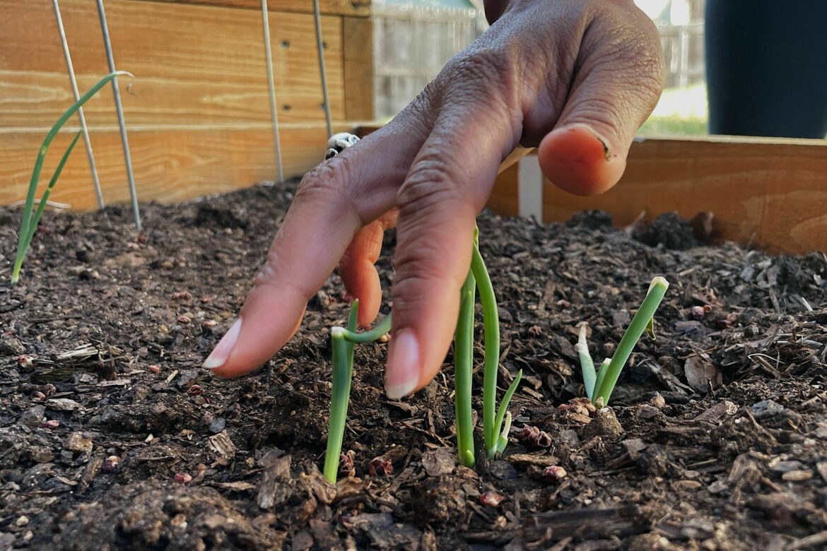 Dungy tends to spring onions growing in her garden. Mickey Capper for NPR